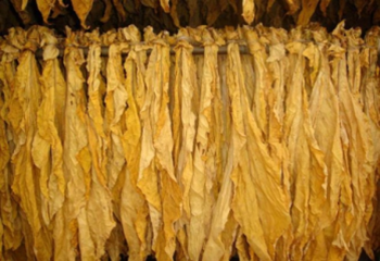 drying of tobacco